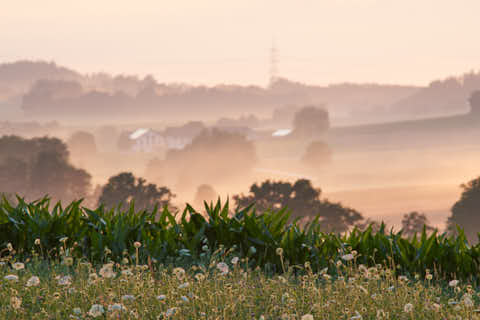 Gemeinde Dorfen Landkreis Erding Adlstraß am Lavendelfeld (Dirschl Johann) Deutschland ED